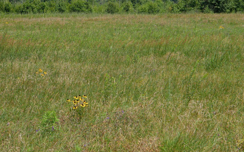 Black-eyed Susans, near Fish Lake, East Bethel, Minnesota by © Tom Cooper