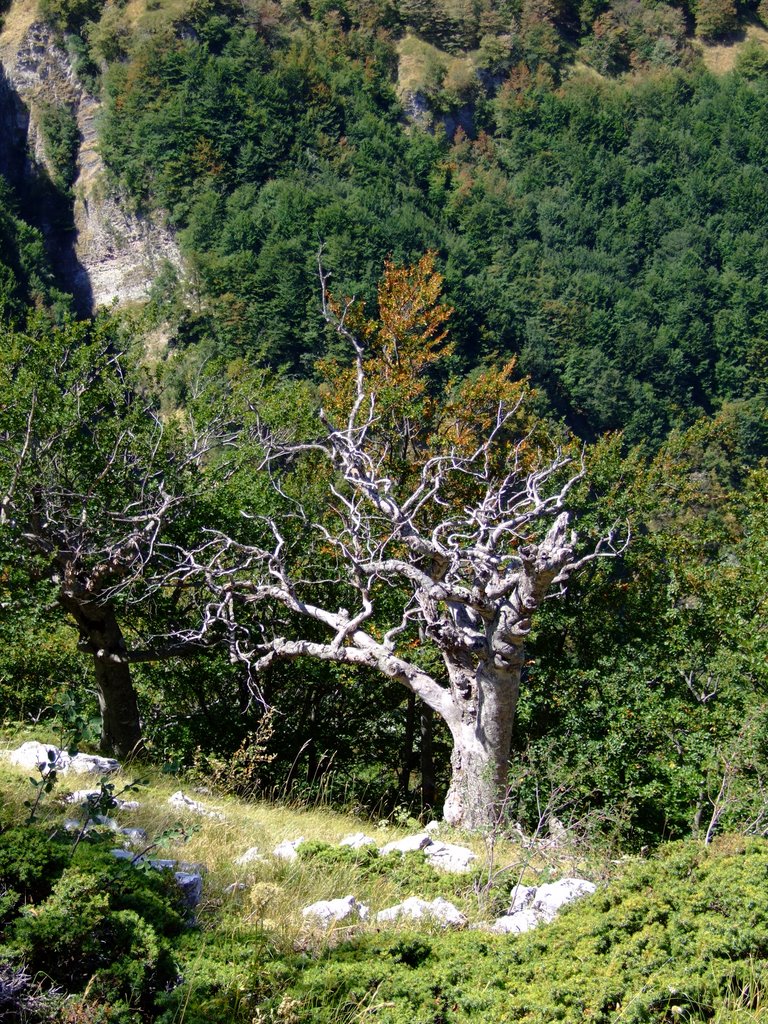 L'albero by PeLo74