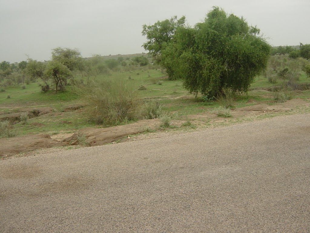 Thar Desert After Rain Fall (Islamkot)By GIS & RS Cell, Sindh Irrigation & Drainage Authority, Hyderabad. Pakistan by Imran Aziz Tunio