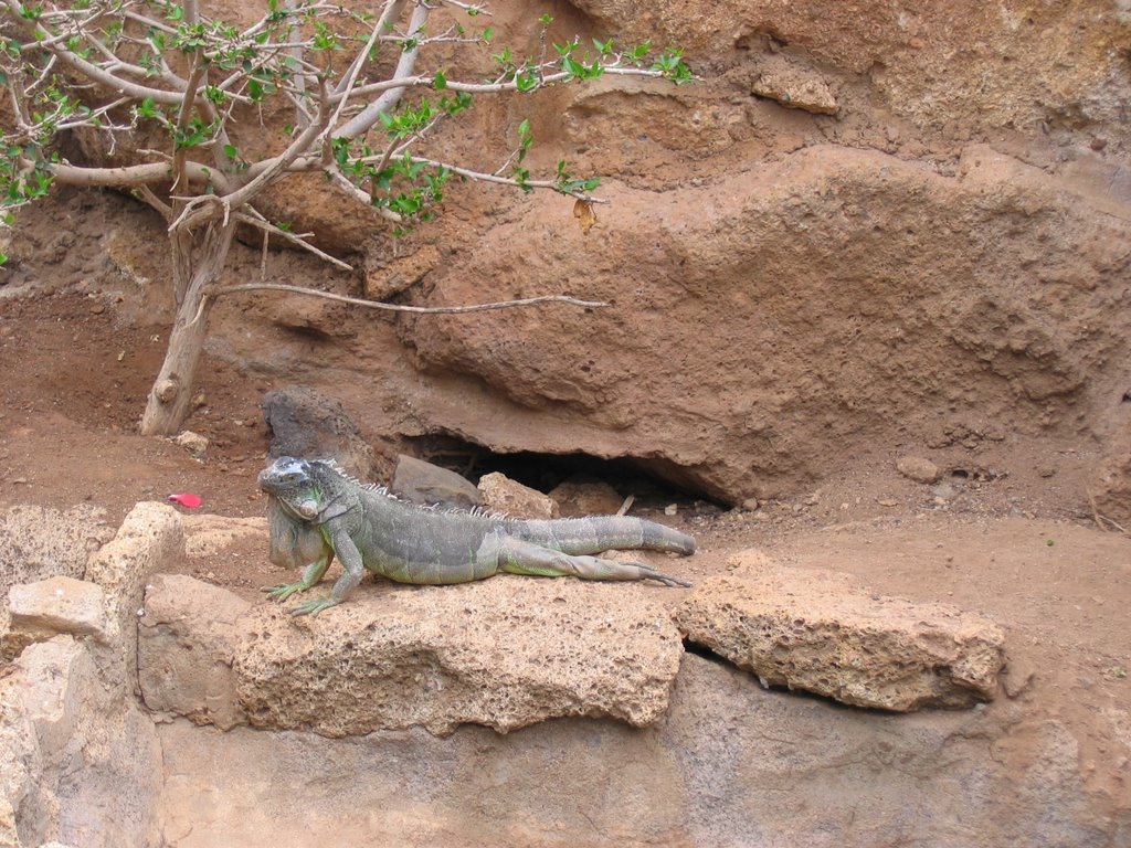 Animal & Cactus Parque by misifusc