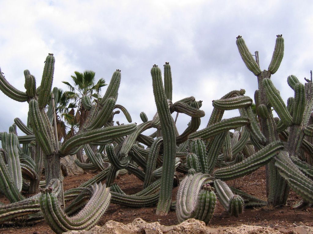 Animal & Cactus Parque by misifusc