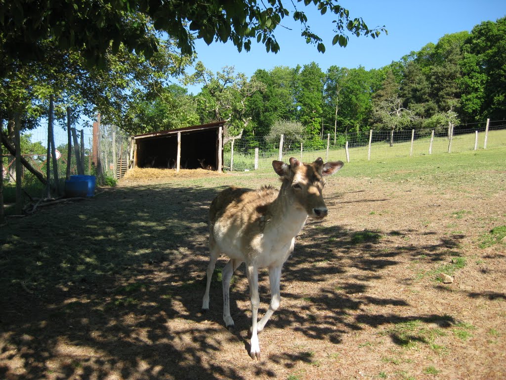 Cerfs et Biches by cyr.leo