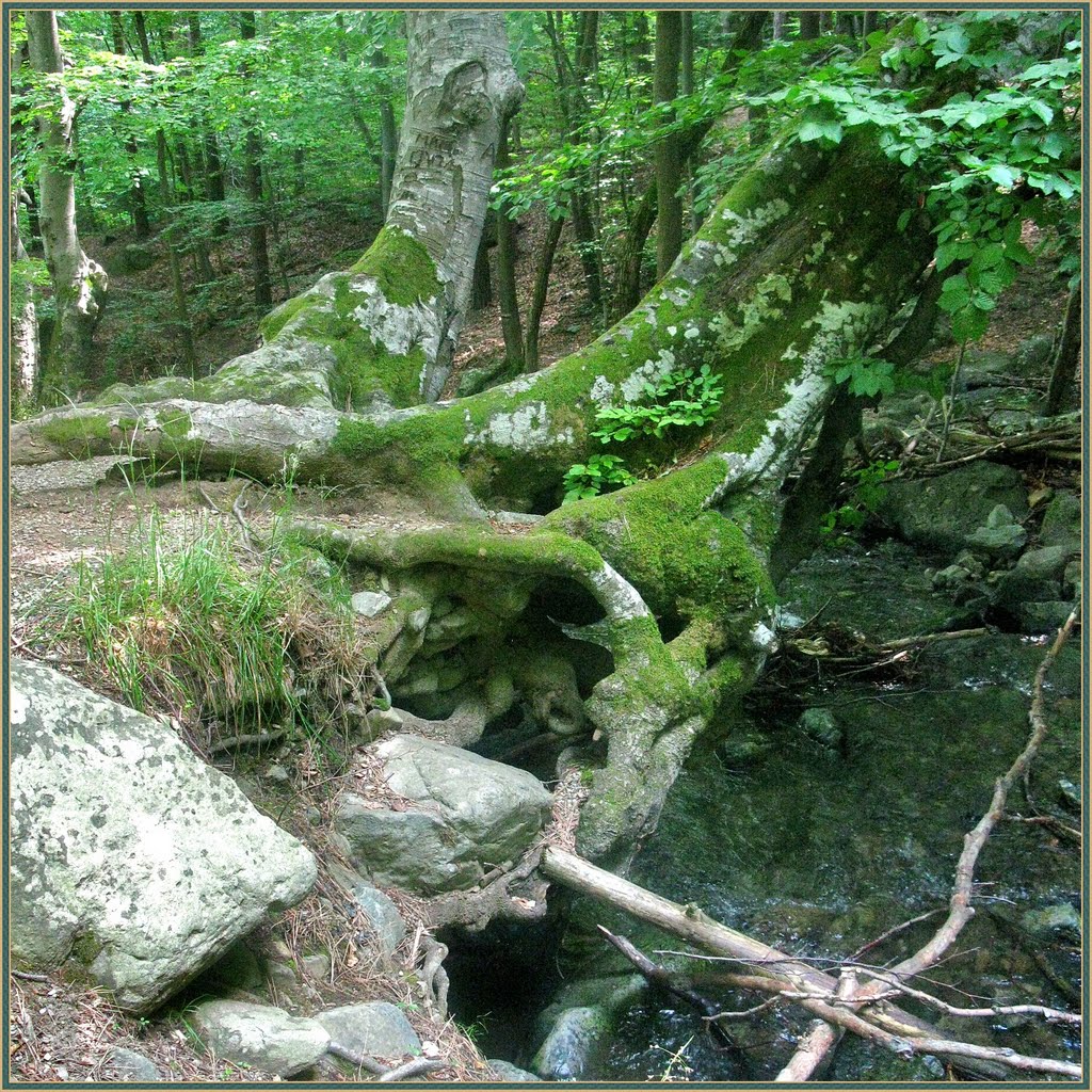 - Do you firmly attached? - Yes, I do!!! * Видях аз два бука, прегърнати в гората...:)) Fagus sylvatica by sandart