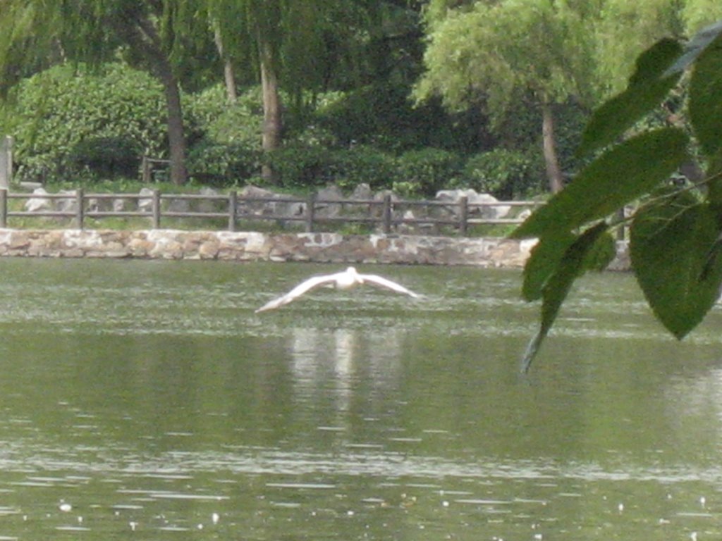 Bird flies over lake by Brian Mooney