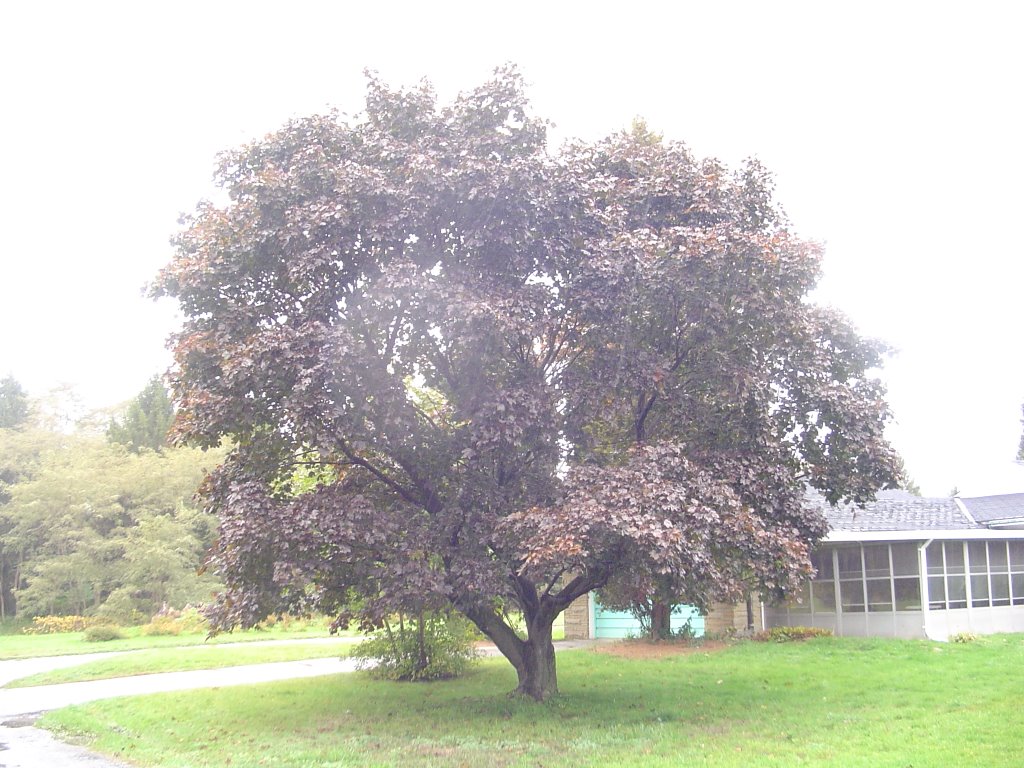 Red Maple on Front Lawn at 1601 Lakeshore Rd. W. by snowjam