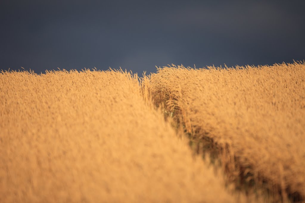 Wheat Field, Arborfield by QuentinUK