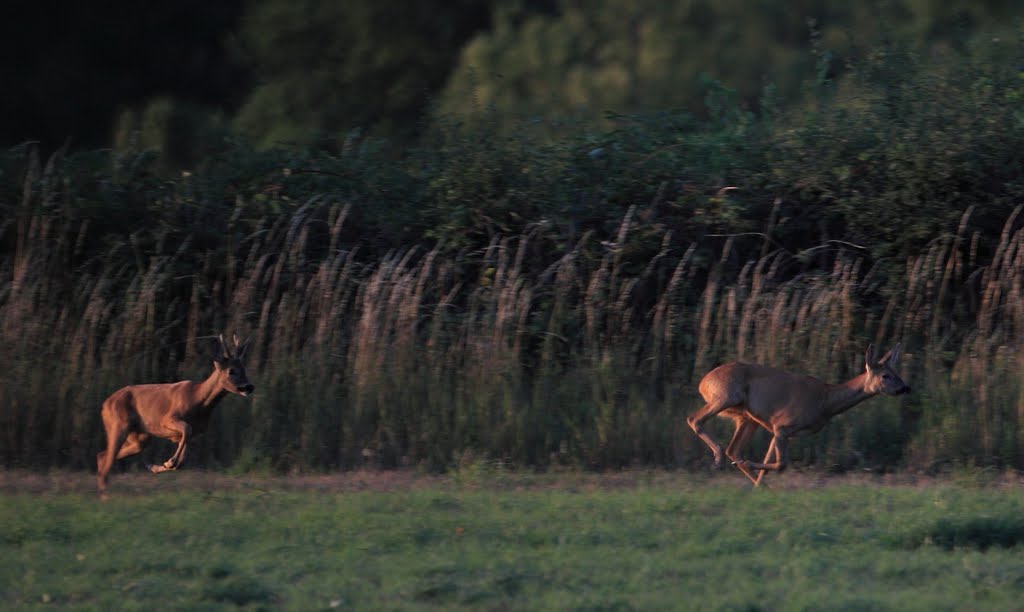 Small deers running across Tilleys field. by QuentinUK