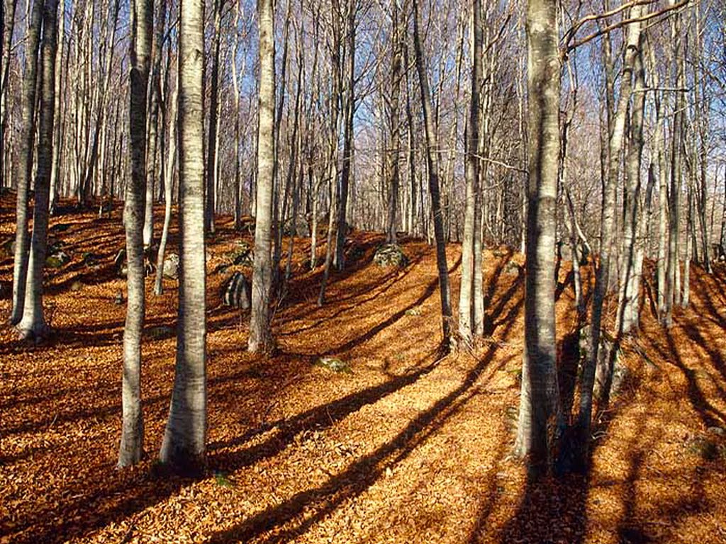 October in the Shawnee National Forest......(1622394350) by 1622394350