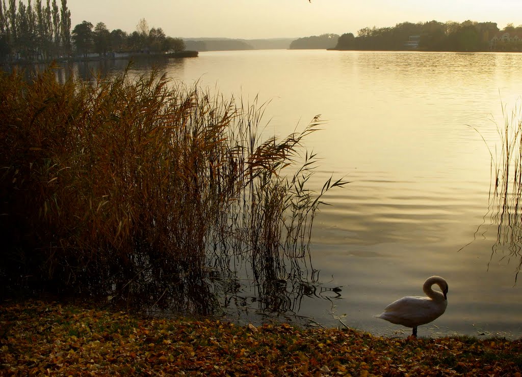 The swan waiting for Leda, 2007 by torne