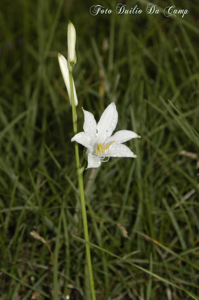 Giglio di monte " Paradisia liliastrum" by Duilio Da Campo