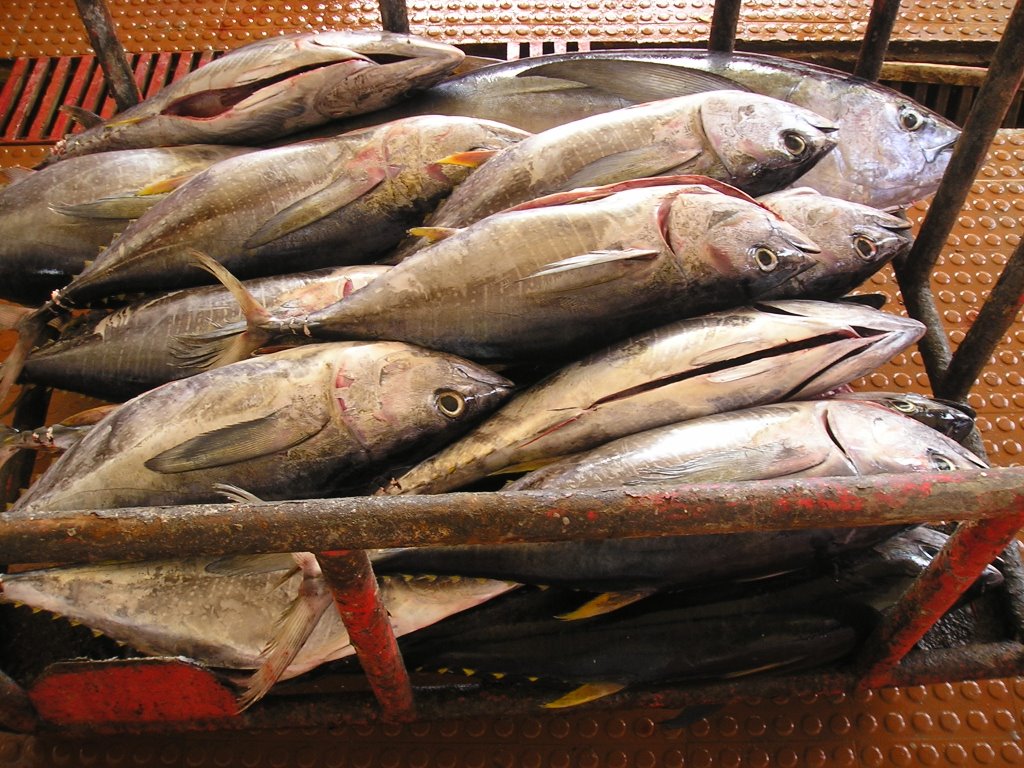 Mindelo, peixes - fish market - vismarkt by mario_monteiro