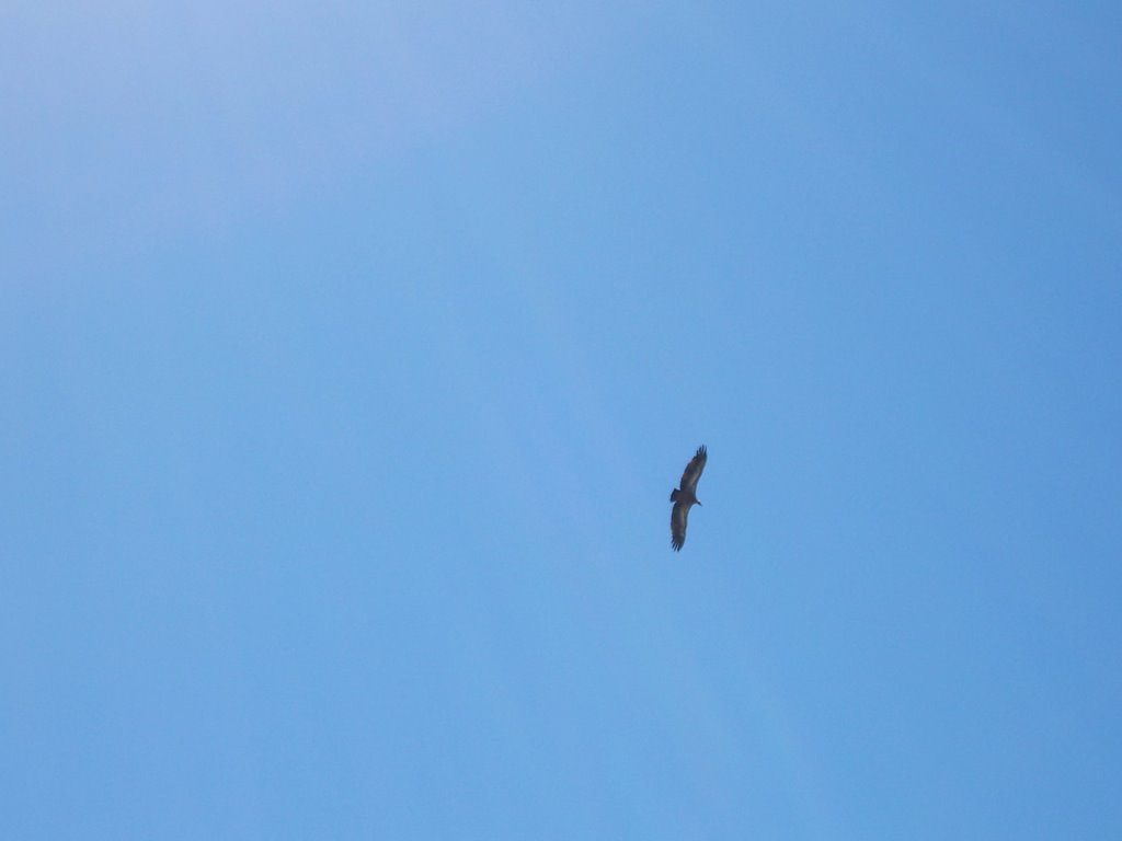 Griffon Vulture by Pretm