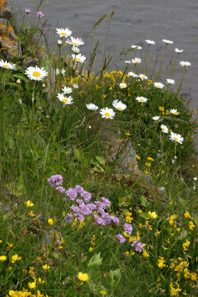 Wild Flowers on Sand Point 2 - 04/06/2006 by Paul Derham