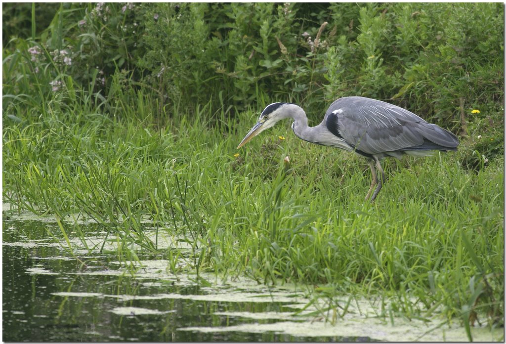 Heron on River Banwell - 08/07/2006 by Paul Derham