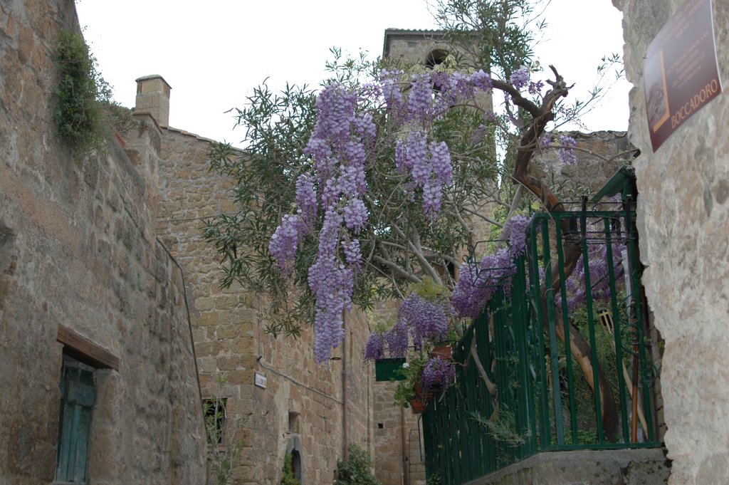 civita, glicine flowers by Lorenzo Castagnani