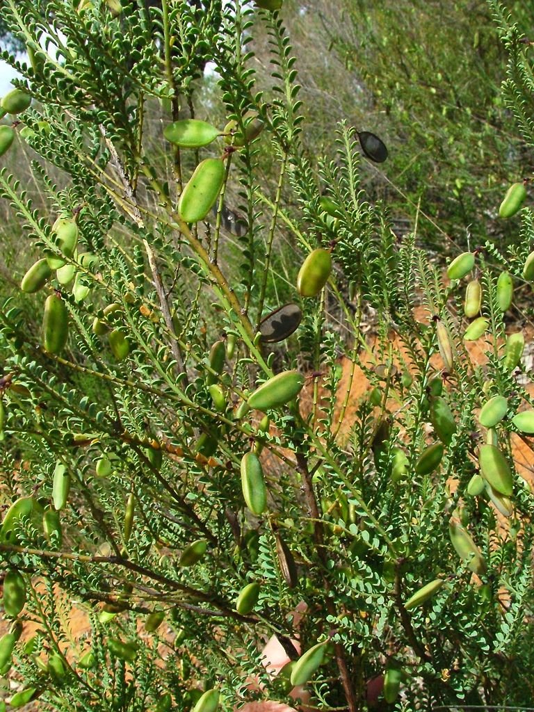 Bossiaea rhombifolia concolor (Fabaceae: Faboideae) by Greg Steenbeeke