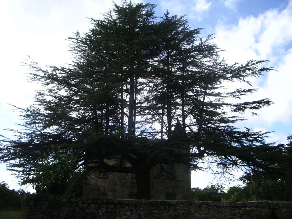 Un arbre bizar à l'entrée dans la grotte by X12