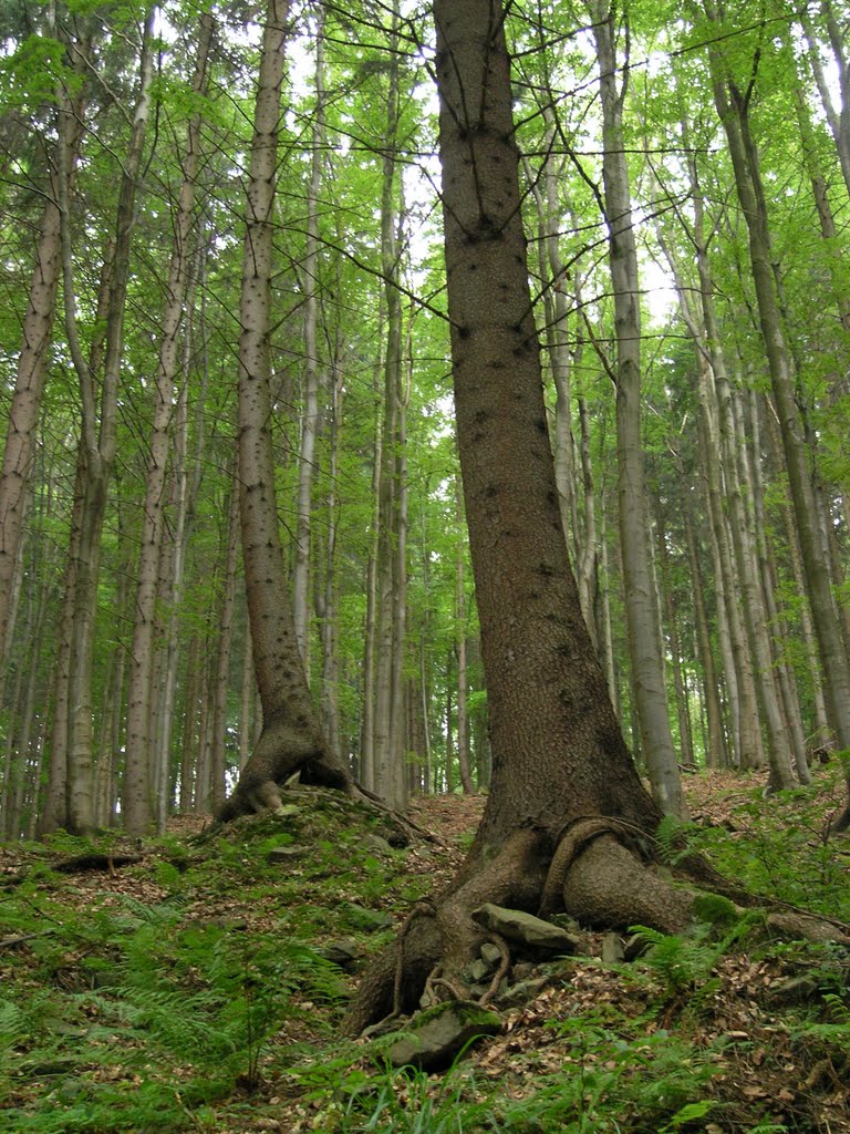 Kráčející stromy při vstupu do rezervace Mionší - Marching trees at the entry to Mionší scenic reserve by Tomas K☼h☼ut