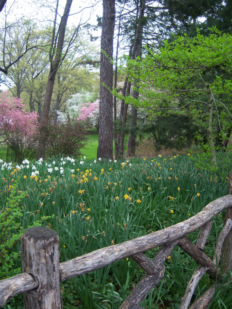 Central Park NYC by Dr_Arjkecj