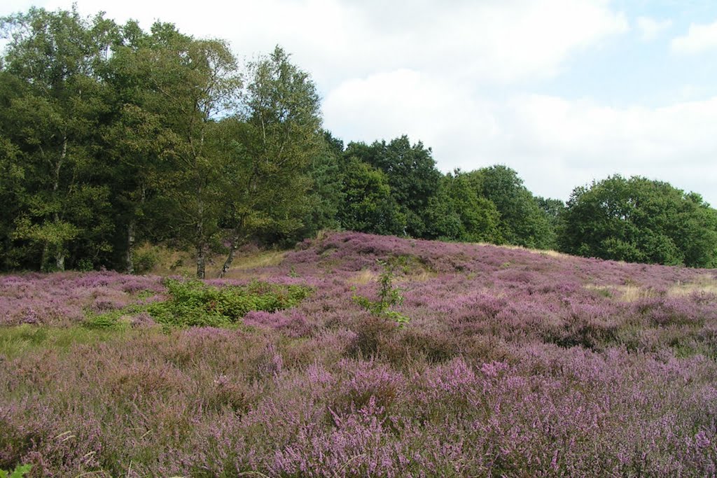 Heide bij Exloo by Marian de Klerk