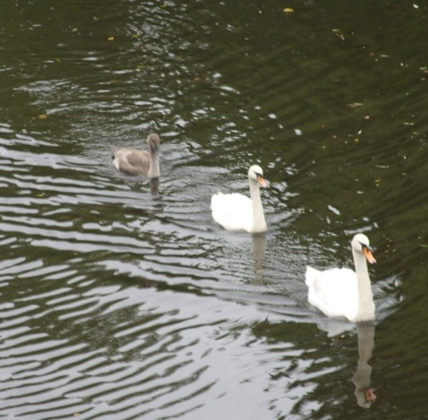 Schwanen Familie by thom_hamburg