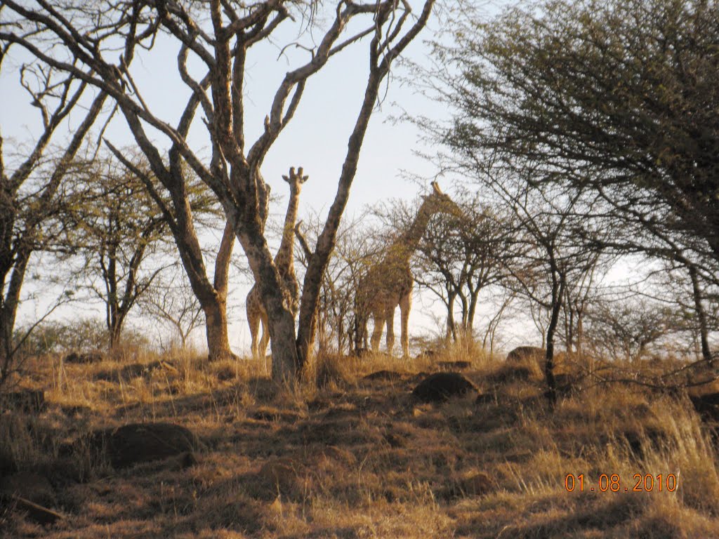 Spioenkop Nature Reserve/South Africa by Saman Jayawardene