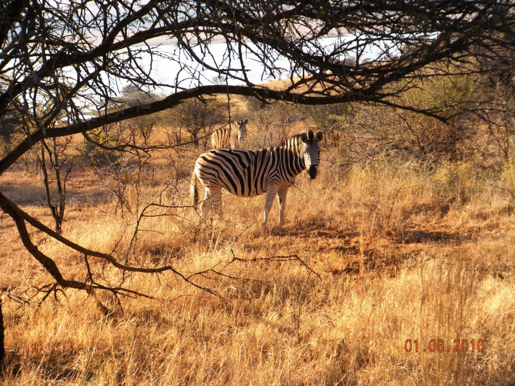 Spioenkop Nature Reserve/South Africa by Saman Jayawardene