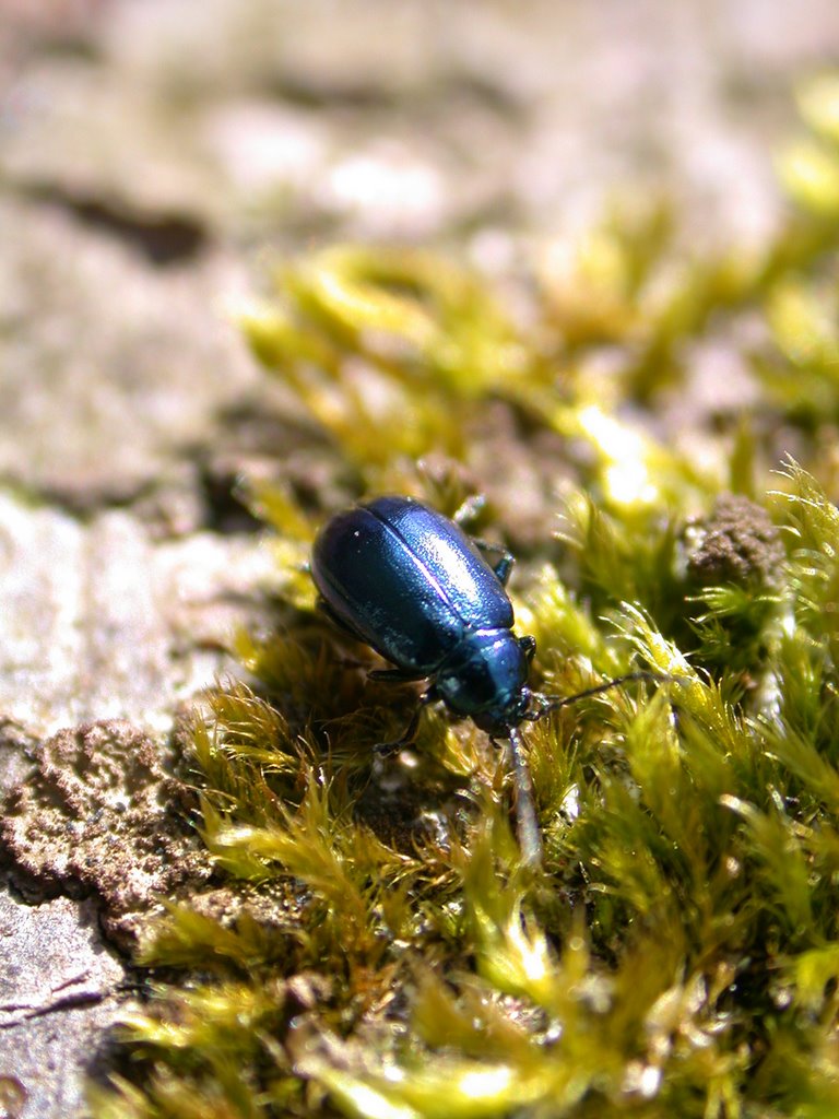 Macro van kever by Rudi van Dijk