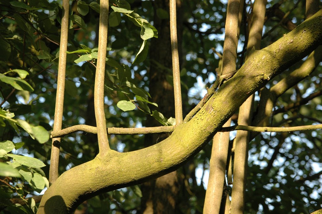 Verticale takken op stam by Rudi van Dijk