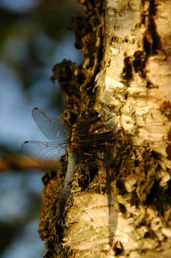 Macro van libelle 1 by Rudi van Dijk