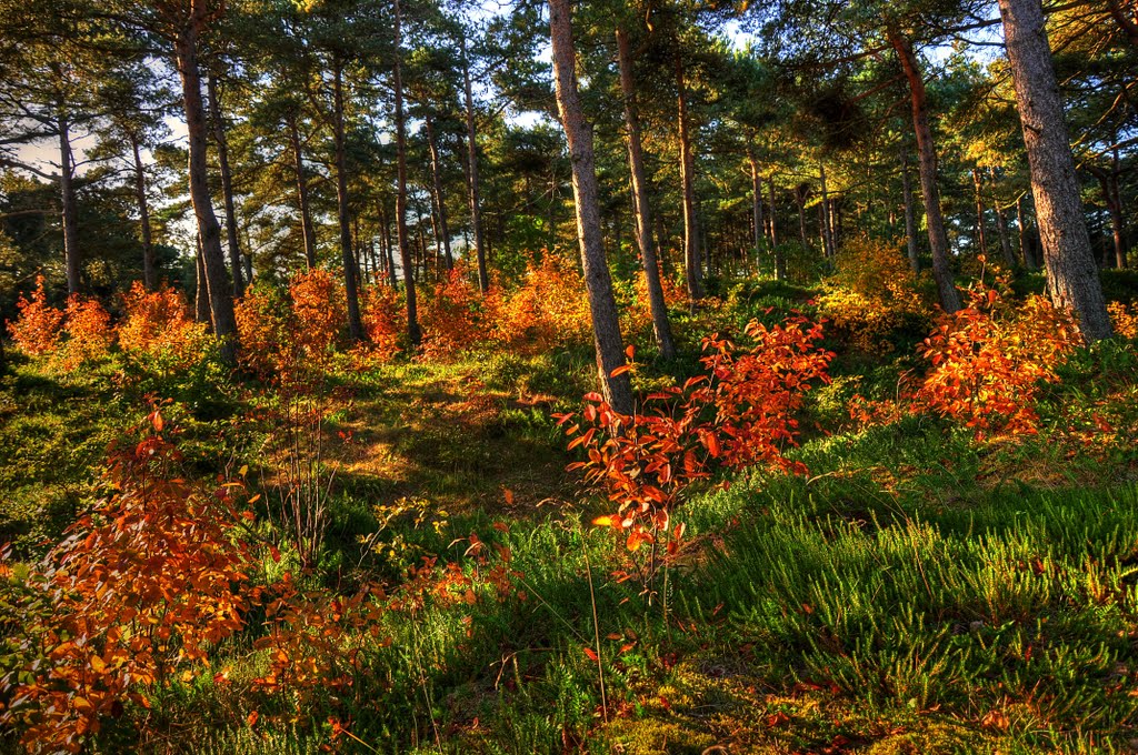 Oktoberwald by Axel Bunde