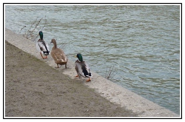 En bord de Meuse by Mouchette