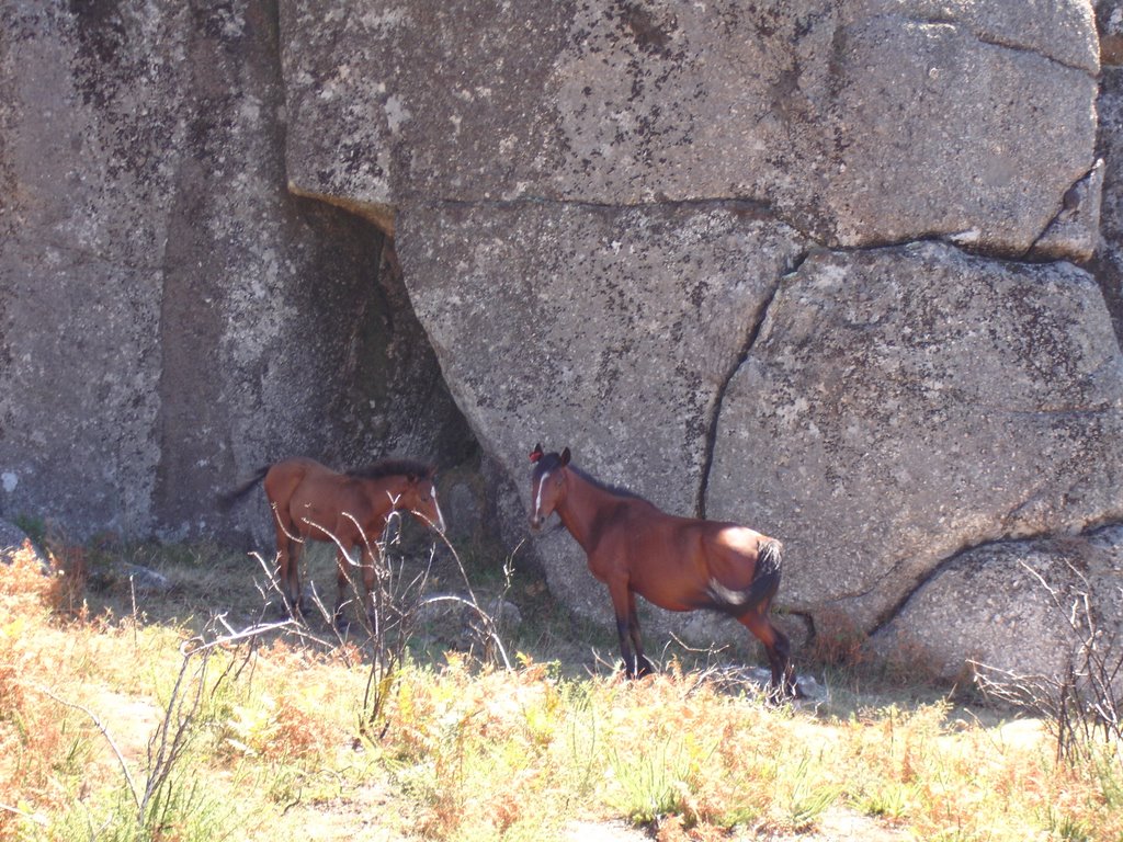 Cavalos no monte do Penedo by Jose Pinto