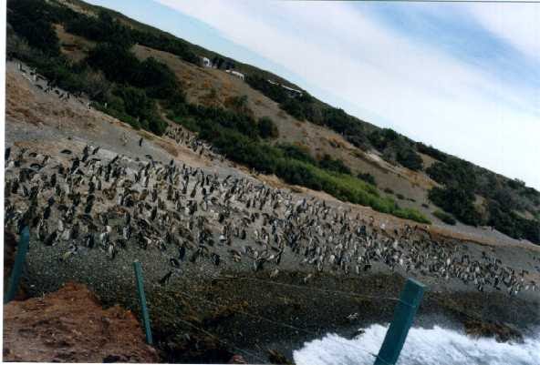 Punta Tombo Pinguinera by ciagarjo