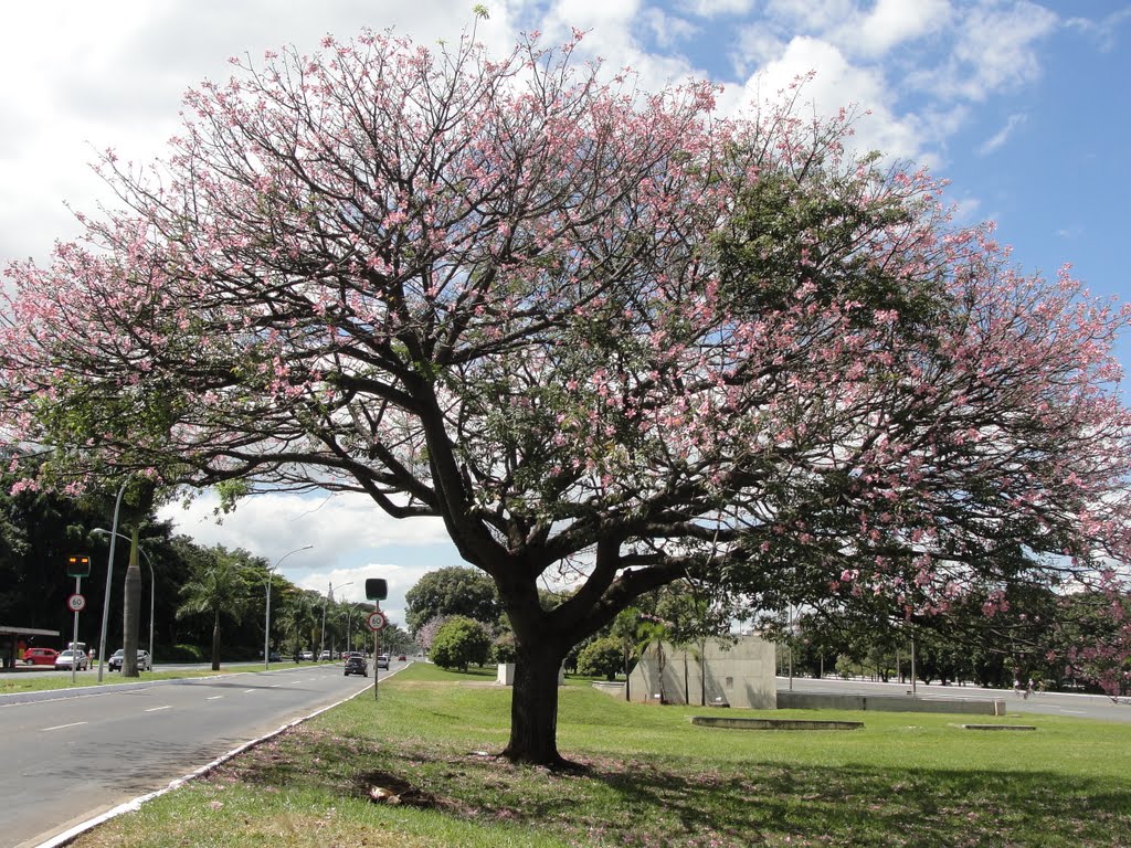 Belezas de Brasília by Elisa Nascimento