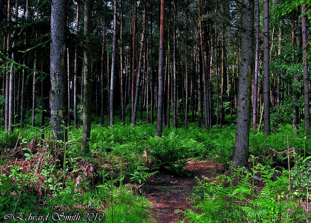 Delamere Forest by Edward Smith