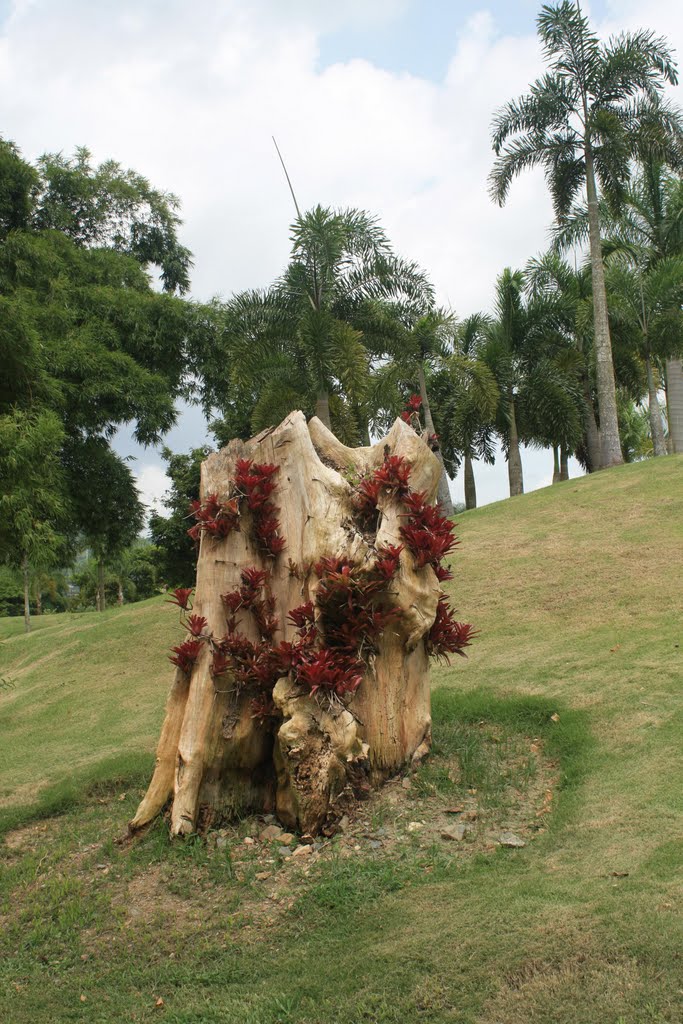 Jardín Botánico-Caguas by Ricardo David Jusino