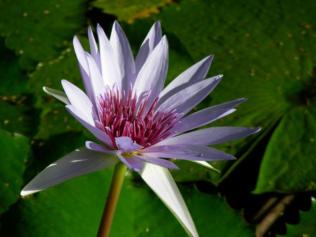 Flowers in Waimea Valley by ldeano