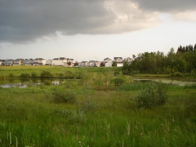 Royal Elm Rd. over small pond. by Tony Sterl