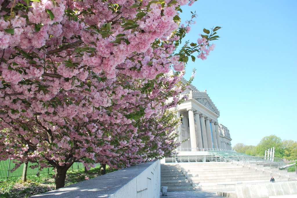 Brooklyn Museum (cherry blossom at Botanical Garden) by cristiano.cittadino