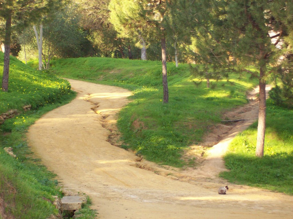 Curva al Algarrobo by Descansatore