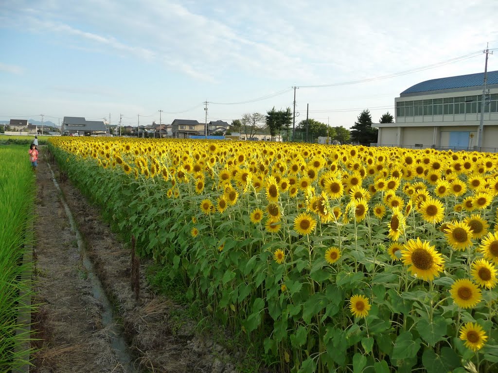 ひまわり畑@福井市灯明寺町 Sunflowers by Yutaka Kanzaki