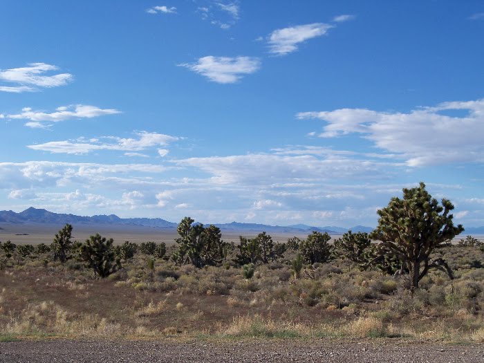 Joshua Tree Forest by briantravelman