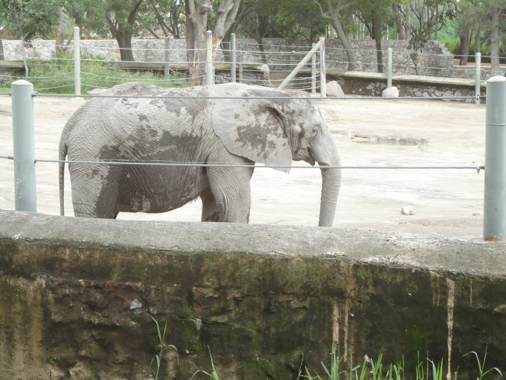 Elefante del Zoológico de GDL, JAL (MEX) by Guille K'nett