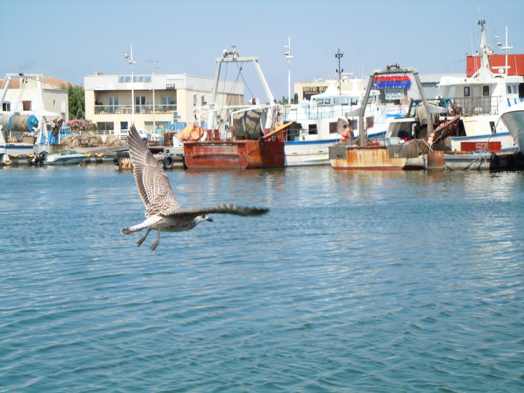 Port de Pêche du Grau Du Roi, l'envol d'une mouette by benoit de dijon