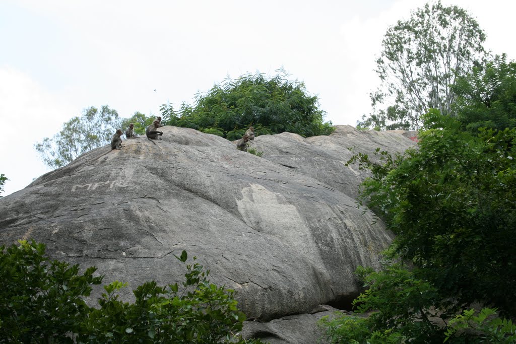 Big Boulder-Shatashrunga Mountains by Vikram G Aarella