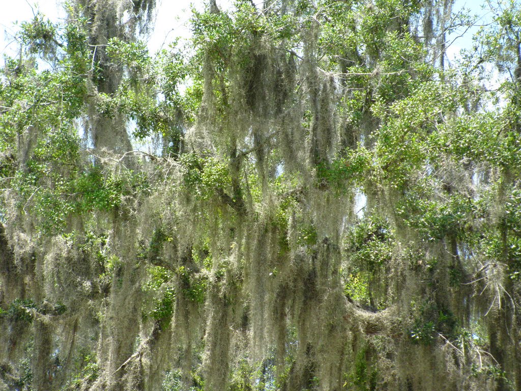 Spanish Moss in Florida by Todd Stahlecker