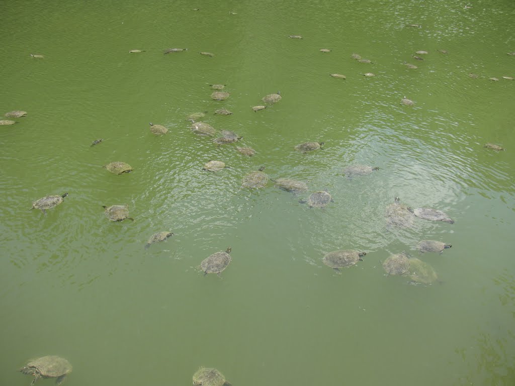 Turtle Gathering by Todd Stahlecker