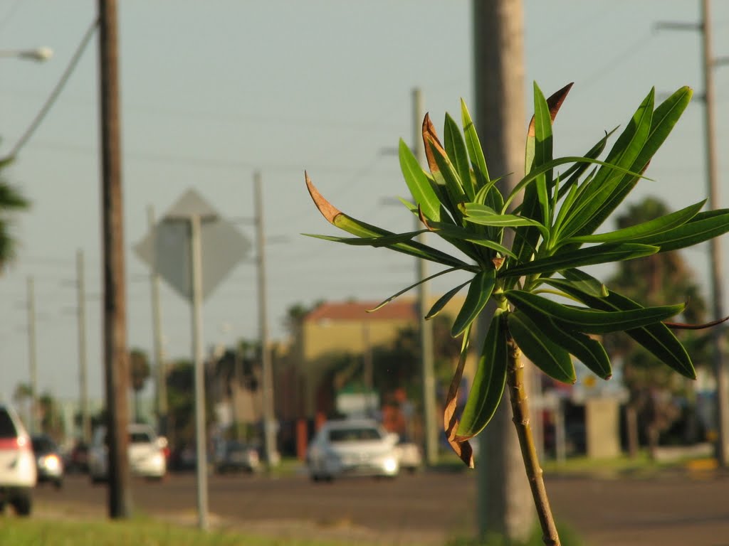 South padre street by joelgarcia