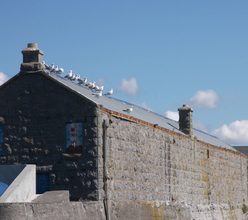 A Parliament of Foules (Inis Mor) by Dave Leaton